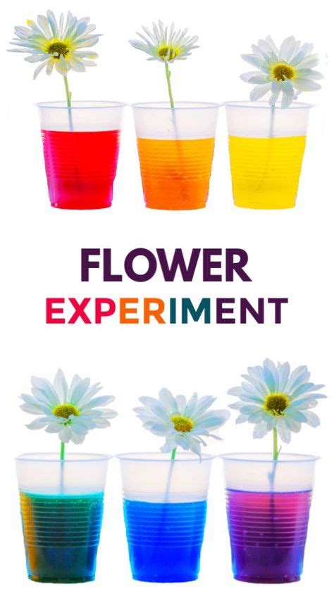 Flower Experiment for Kids | Science experiments for preschoolers ...