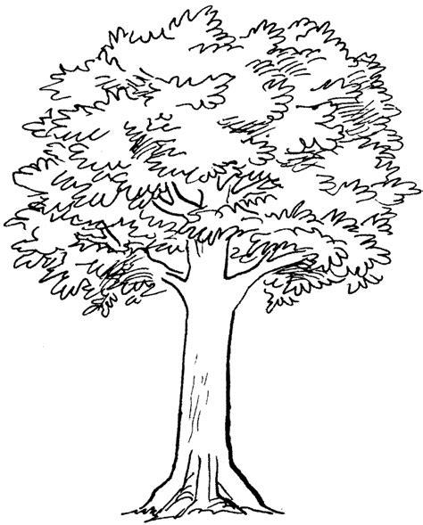Simple Tree Line Drawing at GetDrawings | Free download