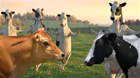 FUNNY COW DANCE 4 │ Cow Song & Cow Videos 2024 - YouTube