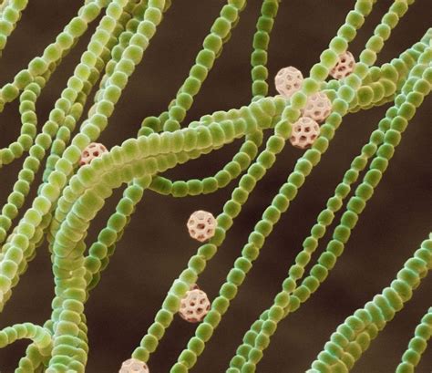 Cyanobacteria or Blue-green Algae in an Aquarium