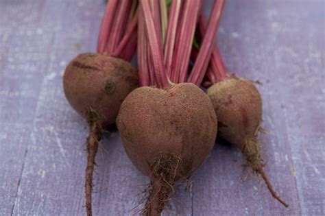 Great Beetroot Varieties to Grow - BBC Gardeners World Magazine