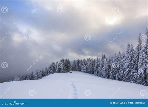 Majestic Winter Scenery. Mystery Forest. on the Lawn Covered with Snow There is a Trodden Path ...