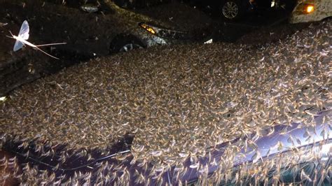 WATCH: Mayflies swarm in Cleveland