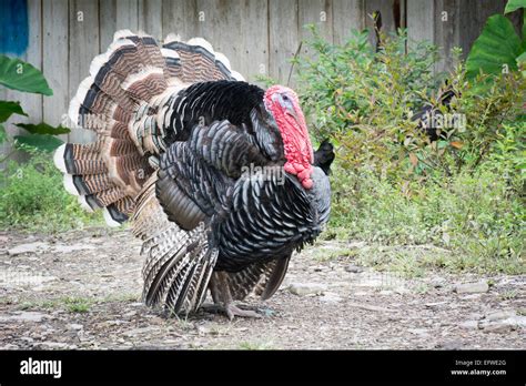 Free-range Turkey Stock Photo - Alamy