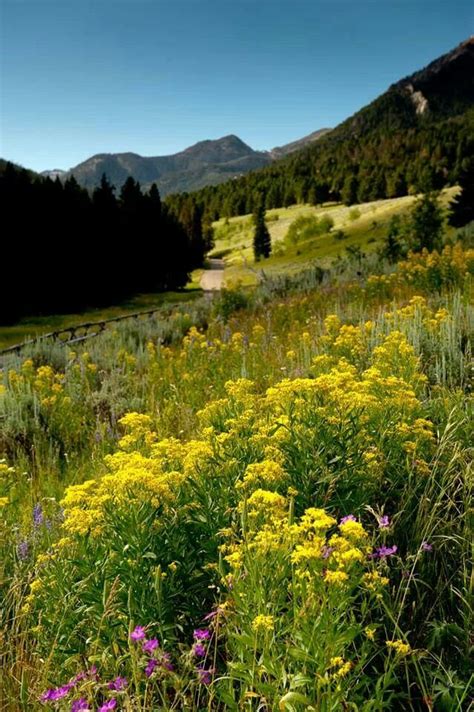 Gallatin National Forest, Montana | Ranch vacations, Dude ranch ...