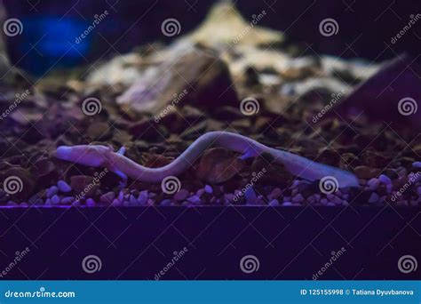 The Olm or Proteus or Proteus Anguinus is an Aquatic Salamander in the Family Proteidae, the ...