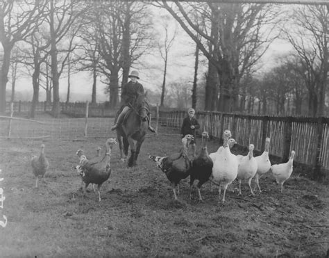 Why do we eat turkey for Christmas dinner? - The Museum of English Rural Life