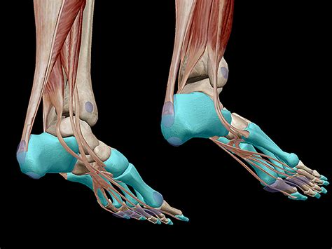 Learn Muscle Anatomy: Muscles of Plantarflexion