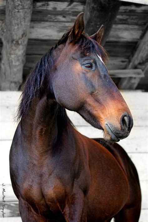 147 best images about Horse Color Galore: Base Colors on Pinterest ...