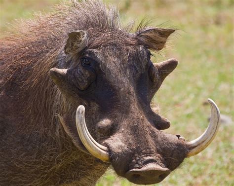 Do Warthogs Really Have Warts? | Warthog, Animals wild, Wild pig