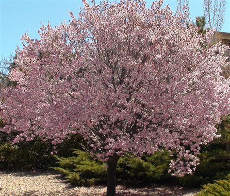 Newport Flowering Plum | The Tree Center™