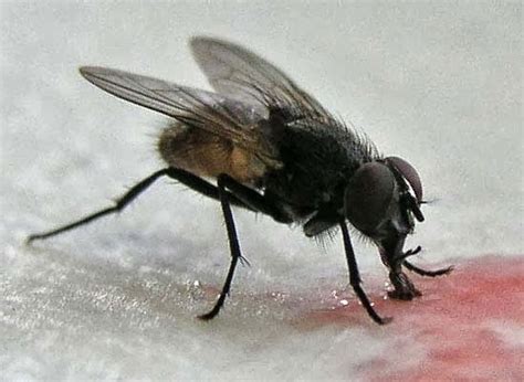 Housefly ~ Insects World