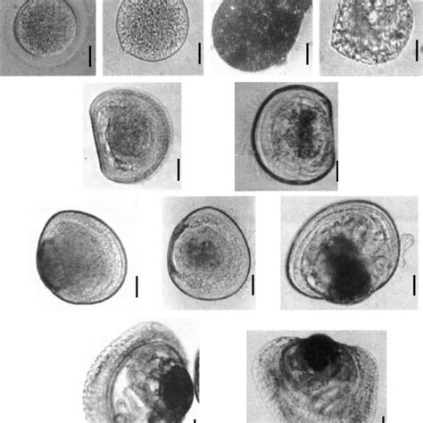 Larval and post-larval development stages in Nodipecten nodosus (L).... | Download Scientific ...