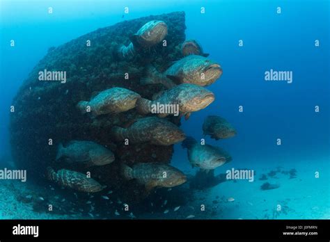 Goliath grouper during spawning aggregation between the months of ...