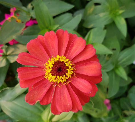 Free Images : flower, petal, summer, orange, red, flora, flowers ...