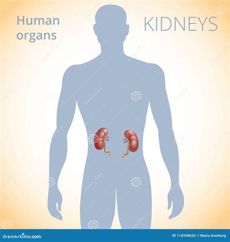 The Location of the Kidneys in the Body, the Human Excretory System Stock Vector - Illustration ...