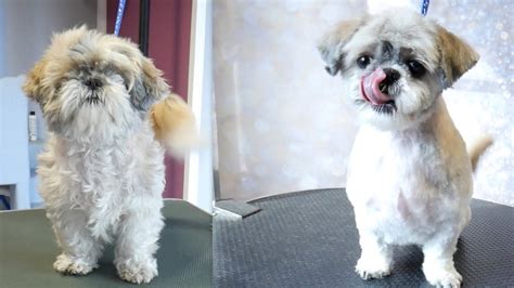 Shih Tzu Haircuts Before And After - Bleumoonproductions