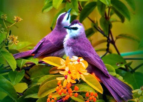 Cute Colorful Birds Wallpaper - Most Beautiful Love Birds - 1024x732 Wallpaper - teahub.io