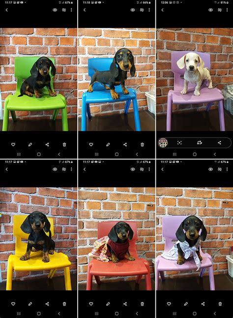 Dijual 8 Ekor Tekel Puppies - Anjing Miniature Dachshund / Teckel - AnjingKita.Com