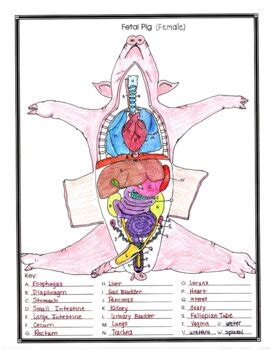 Female Fetal Pig Anatomy and Simulated Dissection Worksheet by Biology Buff