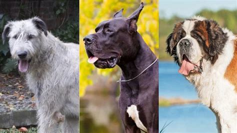 Perros Gigantes: los 10 Perros más Grandes del Mundo [Ranking]