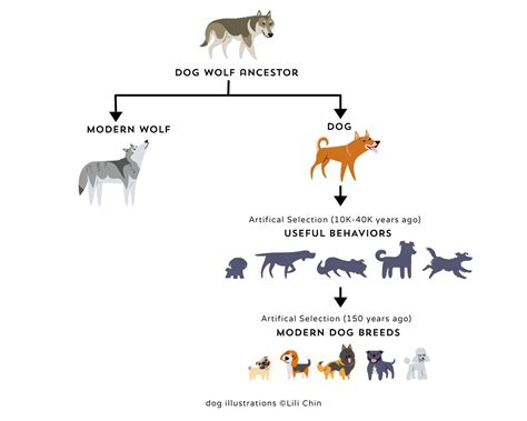 How Accurate Is Dog Dna Tests For Breed