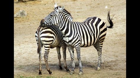 Kumpulan Gambar Kartun Binatang Zebra Terbaru | Sobponsel