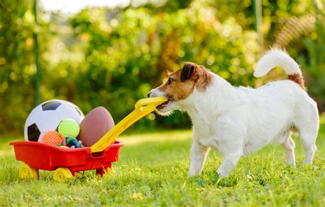 Comment apprendre à mon chien à donner son jouet