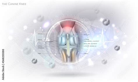 Anatomy of the canine (dog's) knee joint colorful design on an abstract glowing light grey ...