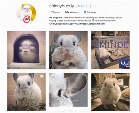 8 Famous Celebrity Instagram Pets - Business2Community