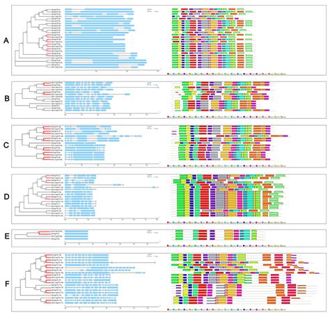 Genome-wide identification and characterization of the Hsp70 gene family in allopolyploid ...