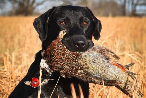 6 Pheasant Hunting Off Season Tips - Granite Springs Lodge