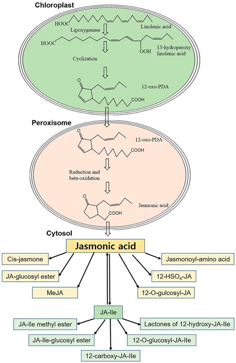 Schematic diagram of jasmonic acid biosynthesis and metabolism in ...