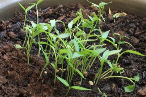 Bell Pepper Seedlings