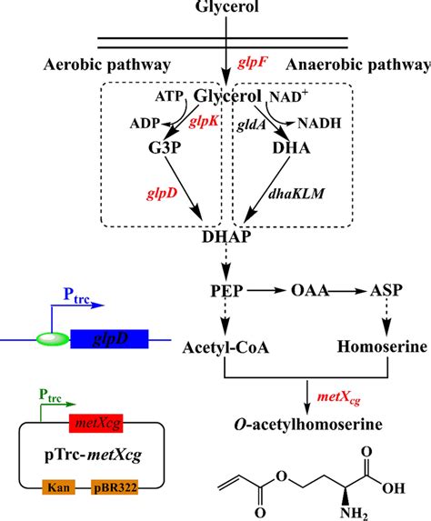 Scheme of biosynthetic pathway leading to OAH production starting from... | Download Scientific ...