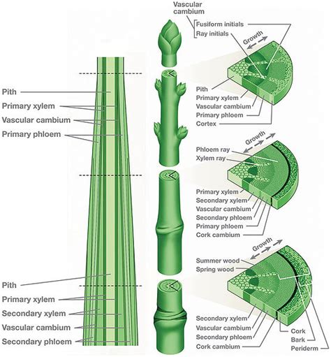 Diagram Of A Plant Stem