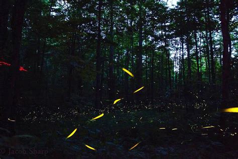 6/12/18 Update: Synchronous Fireflies In The Smoky Mountains