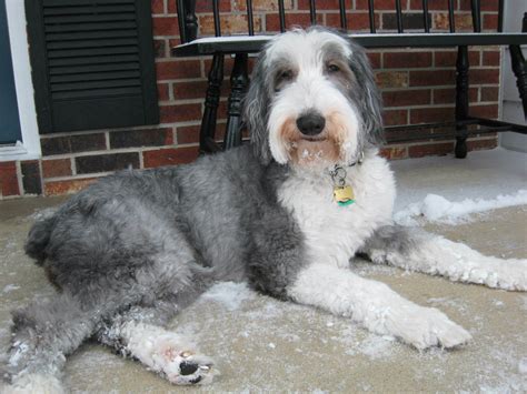 Old English Sheepdog; A Message | Spirit Animal Totems