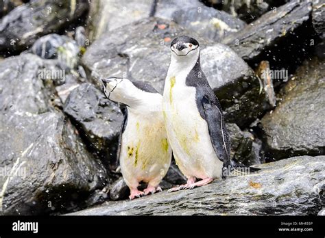 Couple of cute Penguins on the Elephant Island Stock Photo - Alamy