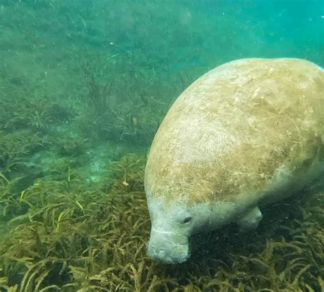 10 Awesome Crystal River Manatee Tours - Uprooted Traveler