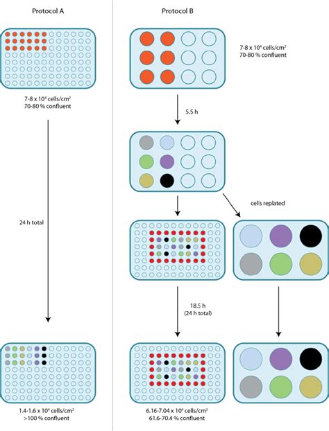 1: Comparison of luciferase assay protocols. Protocol A: Cells... | Download Scientific Diagram