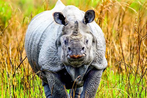 Kaziranga National Park: Land Of The Rhinos - Online Media Article