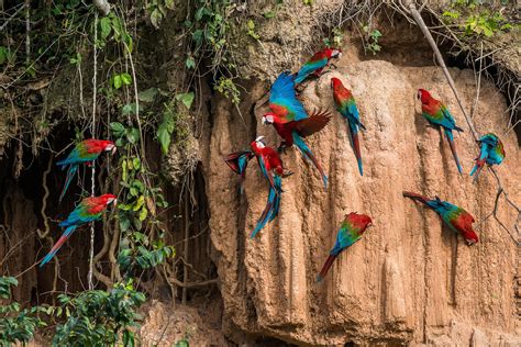 Allarme Amazzonia: record di incendi con l’emergenza coronavirus | Sapere.it