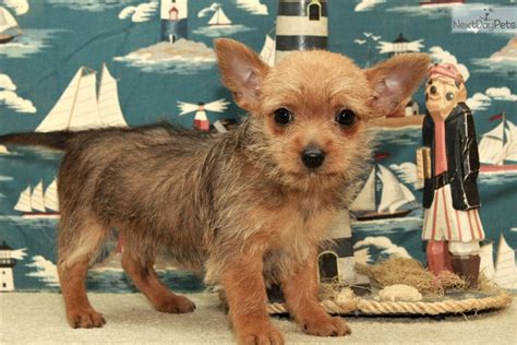 Chorkie 1: Chorkie puppy for sale near Oklahoma City, Oklahoma. | 65aee504-8c41