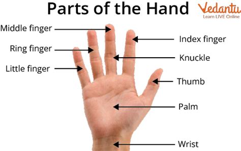 Hand Parts Names: Learn with Examples and Pictures for Kids