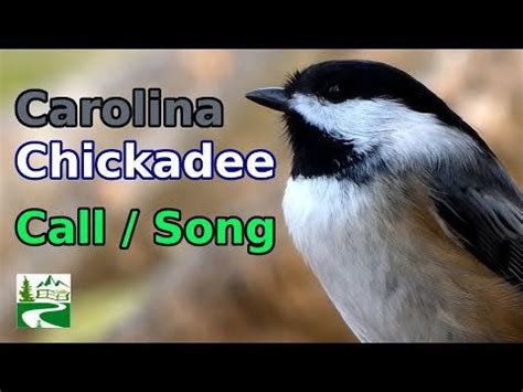 Carolina Chickadee song / call / sounds : birdwatching