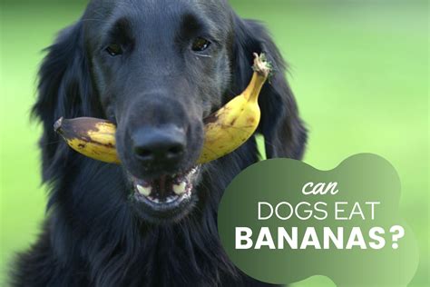 Are Banana Skins Ok For Dogs