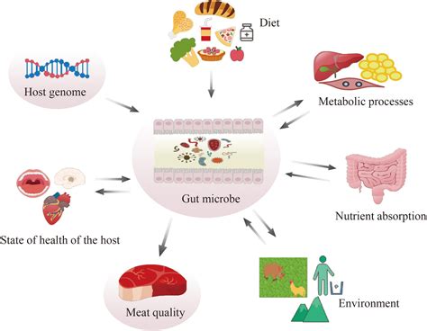 Gut Microbes