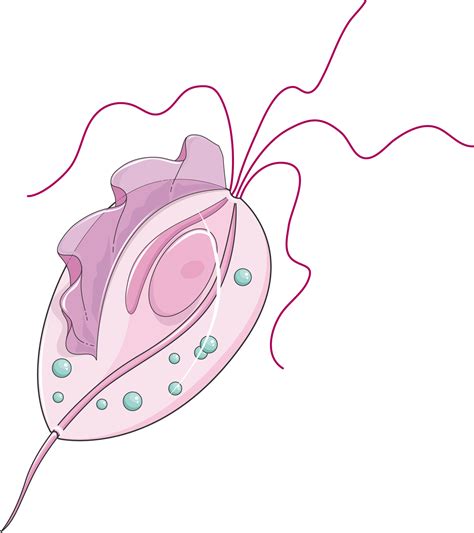 Trichomonas Drawing