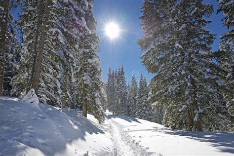 Winter Mountain Trail stock photo. Image of hike, landscape - 38025836